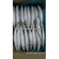 frozen sea fish pacific mackerel /scomber japonicus